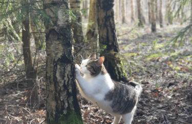 Dom na Warmii -Siedlisko Jabłonka - Foto 36