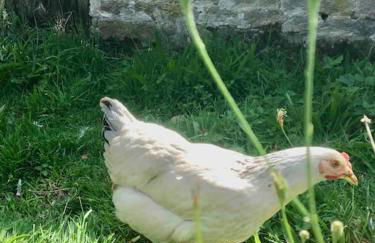 Vue Poneys, 40min Mt St Michel 30min Mer Draps Serviettes Baie Normandie Cottage - Foto 16