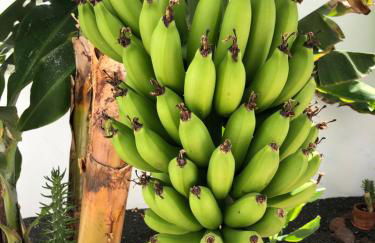 Villa Danko - Foto 8