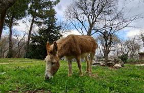 azienda agrituristica la torretta - Foto 3