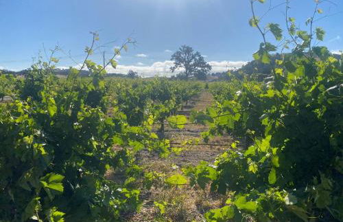 Serene Vineyard•Deck, Pickleball, Views~ Near Town - Foto 34