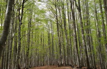 Apartment Ninetta Belluno Dolomiti - Foto 47