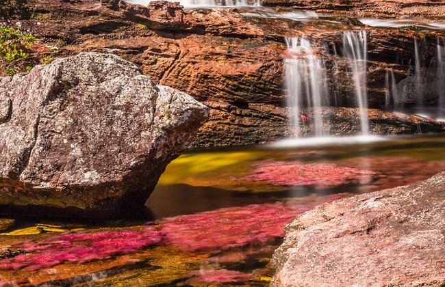 Tour de 3, 4 o 5 días por Caño Cristales y Sierra de La Macarena - Foto 1