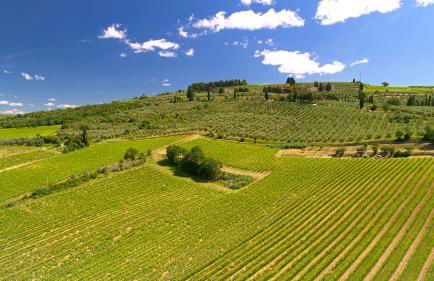Fattoria di Cinciano - Foto 13