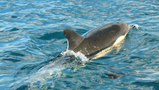Dolphin Watching in Olhao - Foto 3
