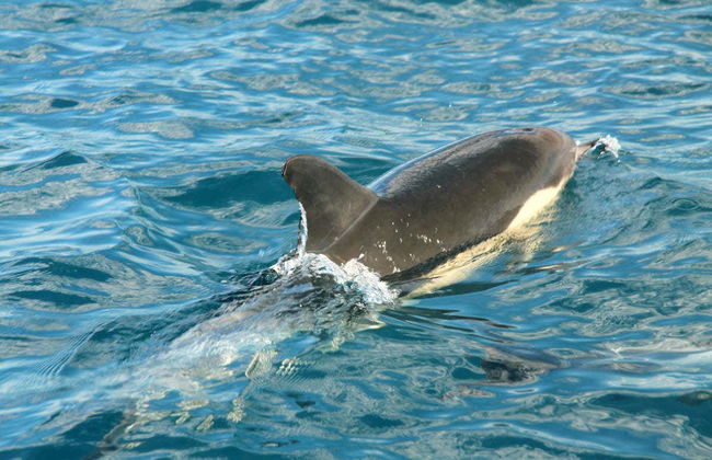 Dolphin Watching in Olhao - Foto 3