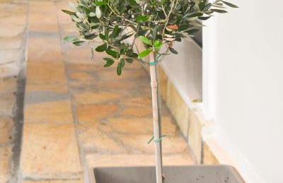 Casa Ankilena - Corfu Garden Bliss - Foto 35