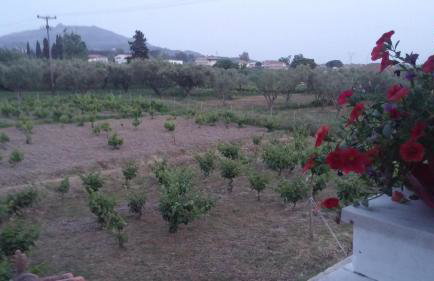 Aloisio's Estate - Foto 36