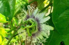 Casa L&M - Refúgio com Horta Biológica Certificada - Foto 41