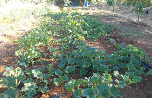 Casa Fonte - Foto 11