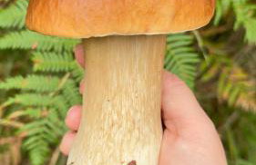 Siedlisko Wytowno - Foto 39