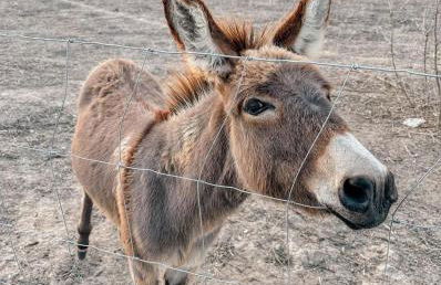 Casa da Burra - Foto 67