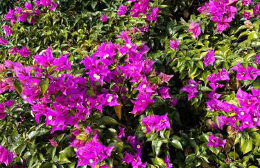 Splendida vista mare zona centrale Porto Rotondo posto auto privato - Foto 66