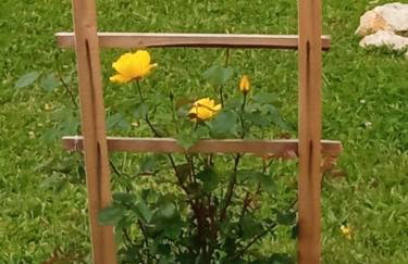 Yellow Rose - Foto 8