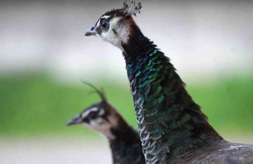 Tinyhaus Nuss - Foto 8