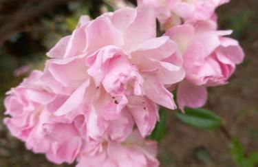 La Casina di campagna tra Cecina e Bibbona - Foto 41