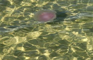 Luxury Beach Cottage With Private Beach - Foto 30