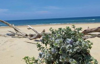 Beautiful Landes house park and tennis near ocean - Foto 32