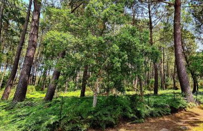 Villa Messangeles - Photo 13