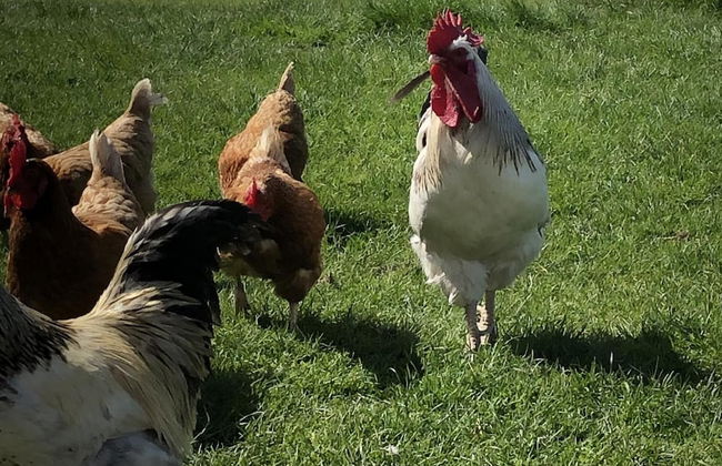 Country Retreat Sleeps 2 Near Cymyran Beach - Foto 18