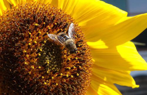 Landhaus Brockhaus - Foto 46