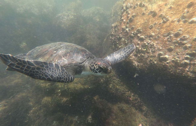 Bombinhas Day Trip + Sepultura Beach Snorkeling - Photo 3