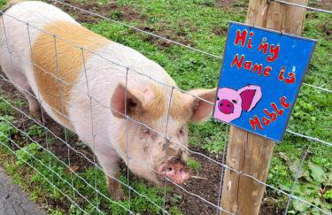 Charming pet friendly 2 bedroom cottage, close to Narberth & local beaches, friendly animals on our smallholding - Foto 12