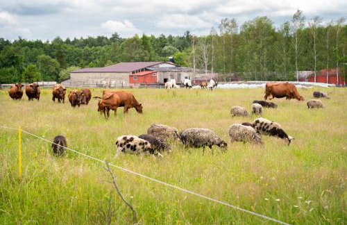 Stara Izba samotnia blisko natury - Foto 35