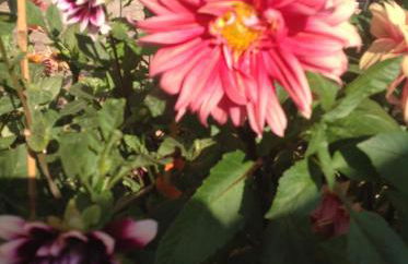 Villa Rafailia - Foto 80