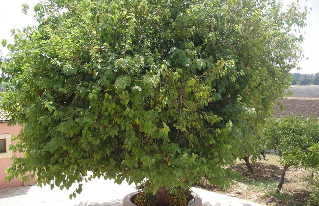 Antica Gebbia - Photo 38