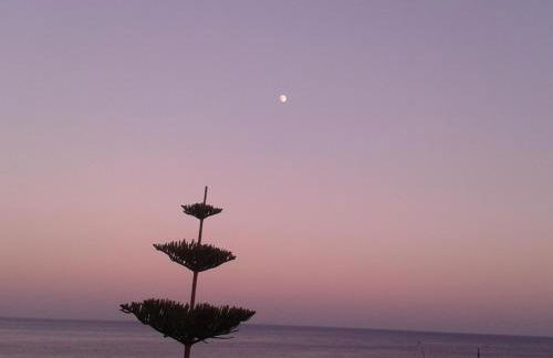 Sunrise Flora - Foto 38