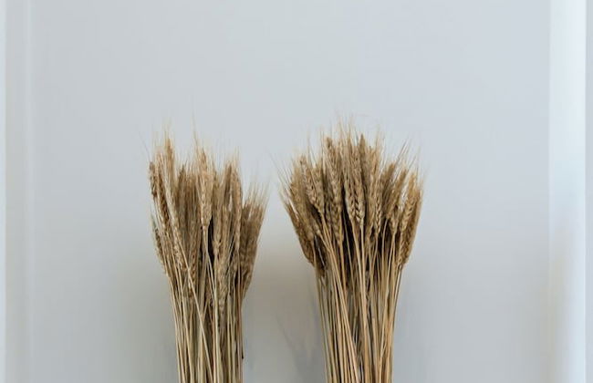 Arches et Étoiles - Photo 16