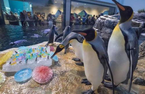 The Q Loft Galveston - Foto 47