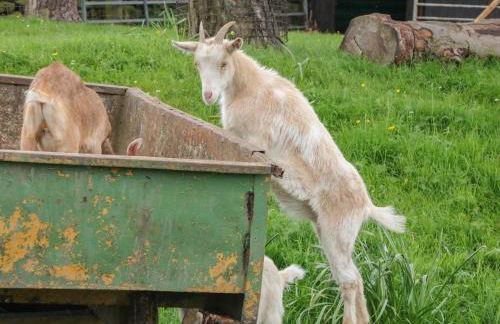 Packhorse Shepherds Hut - Foto 13