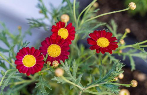 Apartment Olive 2 - Foto 27