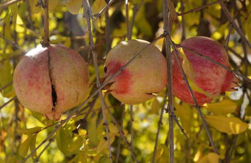 Cortijos Rey Fini - Foto 58