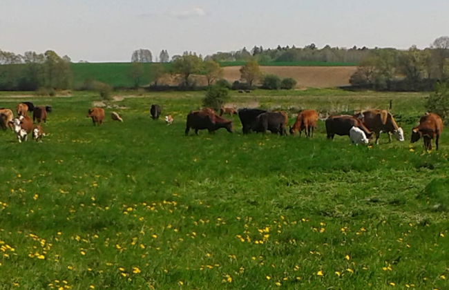 Peaceful Apartment in Zarnewanz near Baltic Sea - Foto 36