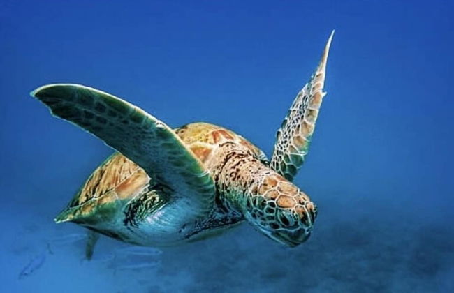 Devachan Apartments - Foto 47