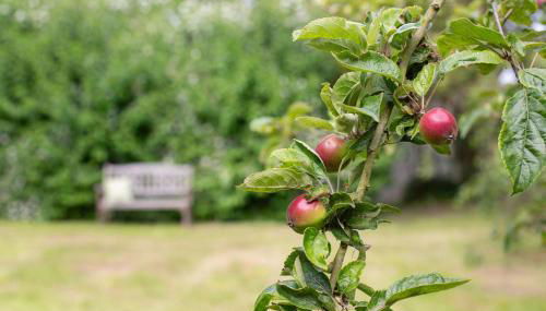 Fehmarn-Ostseeferien Apfelblüte 199 1 - Foto 4