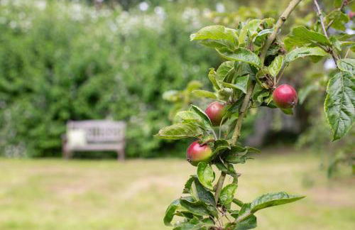 Fehmarn-Ostseeferien Apfelblüte 199 1 - Foto 4