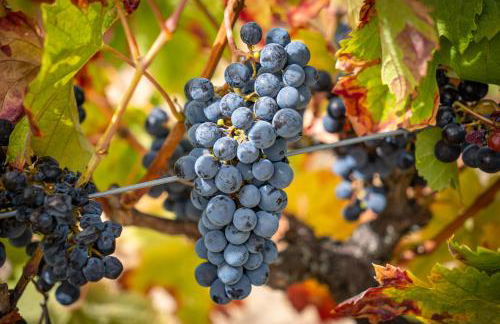 Quinta do Quartel - Foto 44