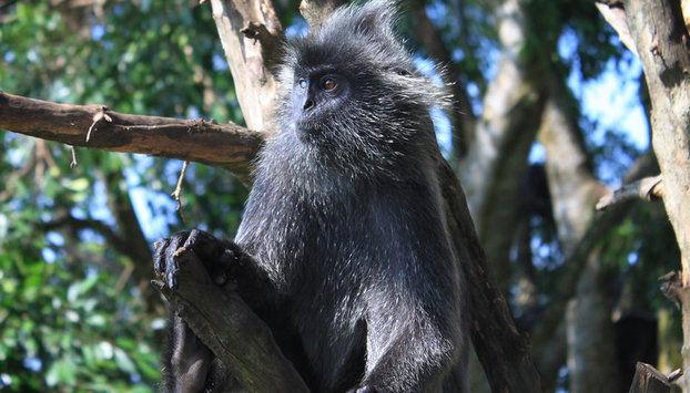 Le ballet des lucioles autour Kuala Selangor - Photo 5