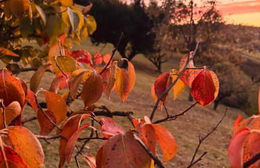 Cascina Burroni - Foto 14
