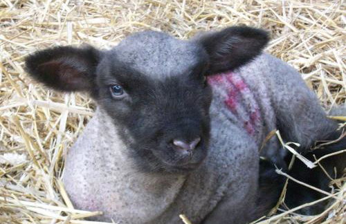 Rampisham Hill Farm Barn - Foto 20