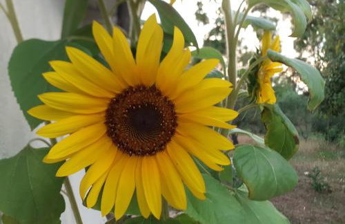 Lemontree Apartments - Foto 55