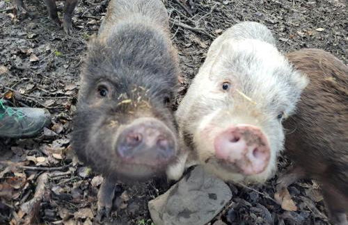 Ferienwohnung Landidyll, Whirlpool, Minipigs, Ponys, Familien - Foto 43