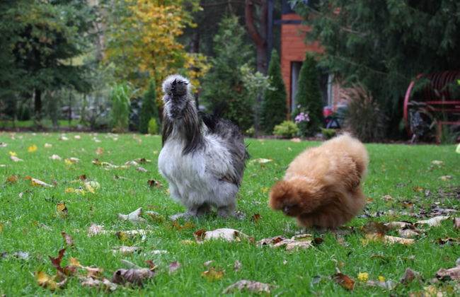 Cottage in Dlugosiodlo Near Forest Edge - Photo 48