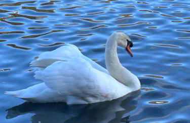 Ty Mawr, The Old School Holiday Homes - Pet Friendly - Foto 78