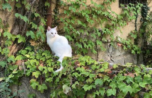 Can Còdol de Fluvià - Casita - Foto 29