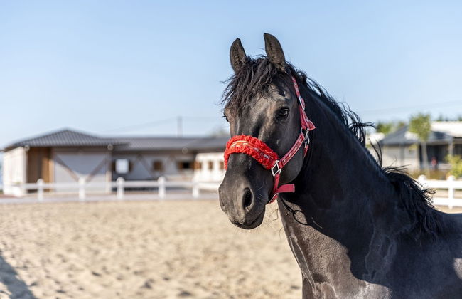 Aronia Bungalow - Photo 54